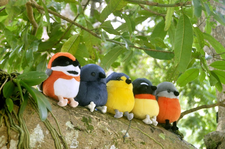 森林羽精靈(布偶鳥)