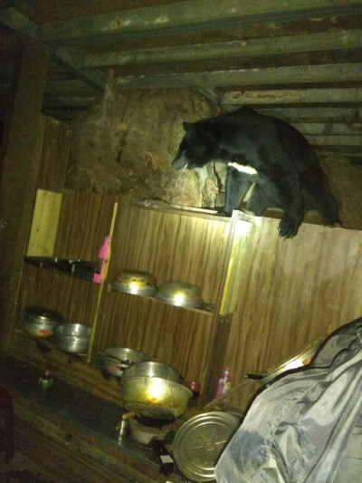 黑熊進入向陽山屋廚房(天馬登山社提供)