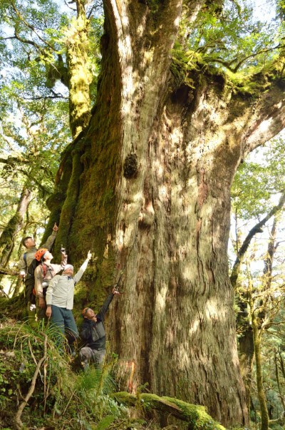 需多人環抱紅檜巨木