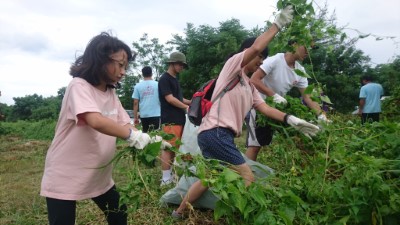 捍衛本土-移除外來種：青年志工在臺東保安林移除小花蔓澤蘭