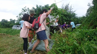 捍衛本土-移除外來種：青年志工在臺東保安林移除小花蔓澤蘭