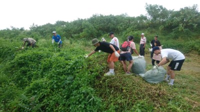 捍衛本土-移除外來種：青年志工在臺東保安林移除小花蔓澤蘭