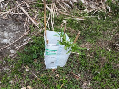 為防止山羌磨角與吃新芽的保護袋，材料是重複利用可分解的有機肥料袋