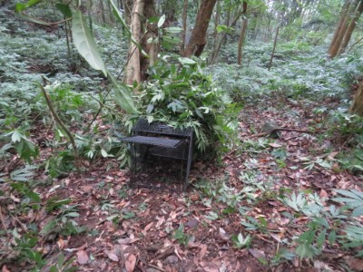 摘採植物掩飾陷阱籠樹林中