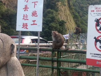 登仙橋獼猴經不當餵食已不怕人