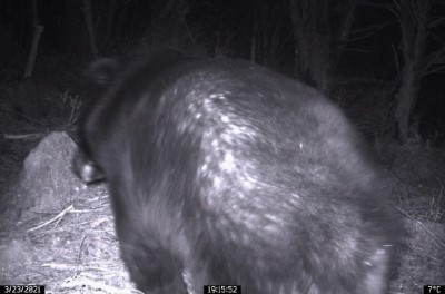 向陽山屋紅外線自動相機紀錄黑熊出沒