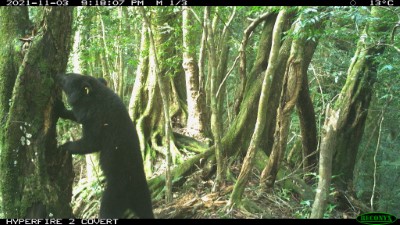 廣原黑熊Mulas挖掘樹洞覓食。