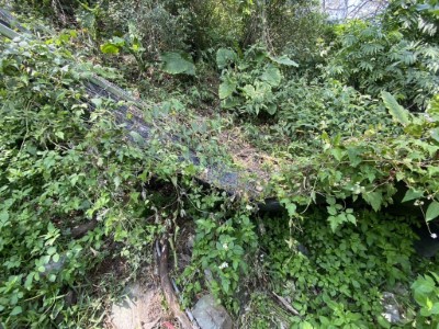 甜柿園未通電電圍網遭受黑熊入侵破壞