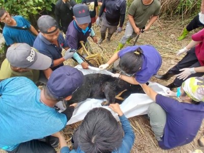 工作人員整理臺灣黑熊遺體並準備運送下山