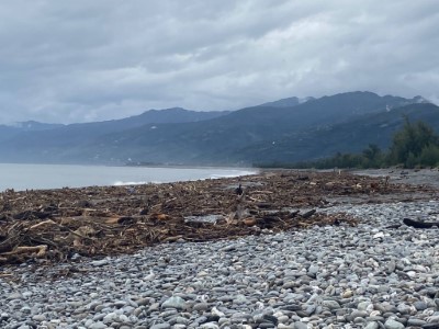 第2517保安林（建康段）漂流木情形