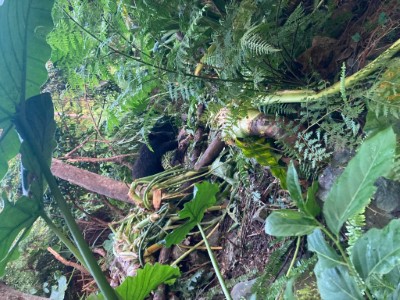 斑鳩黑熊受困套索陷阱現場狀況