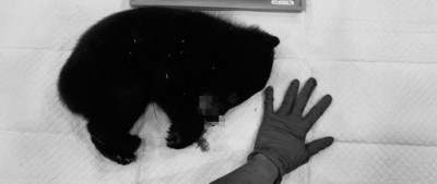 黑熊遺體送至野灣野生動物醫院進行形質測量