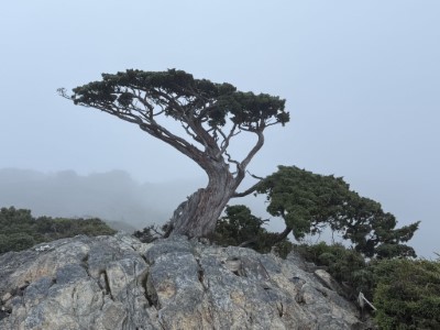 臺東分署轄管森林育樂場域、林道自10日下午17時起封閉照片