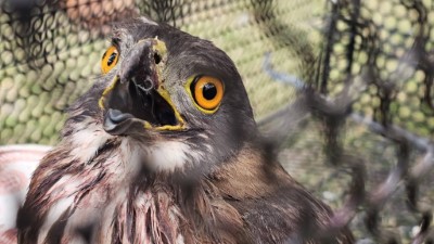 關山站接獲民眾通報野生動物救傷，派員前往協助後確認為鳳頭蒼鷹