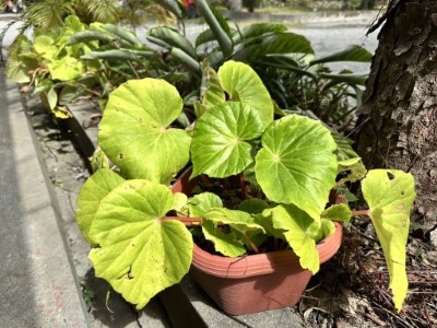 林保署臺東分署贈苗及森林街角市集。