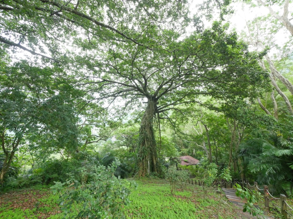 知本國家森林遊樂區(開園)